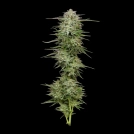 POUND TOWN Cannabisblüte – gewachsen aus Automatic Hanfsamen von Humboldt Seed Company
