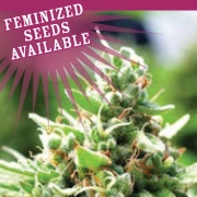 SOL MATE Cannabisblüte – gewachsen aus Automatic Hanfsamen von Humboldt Seed Company