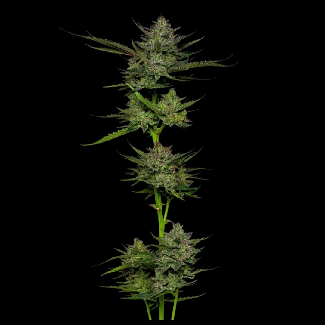 SOUR APPLE – Humboldt Seed Company – Autoflowering