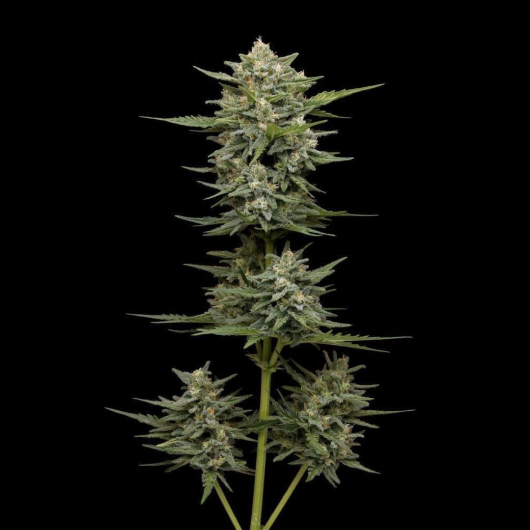 VANILLA LATTE – Humboldt Seed Company – Autoflowering