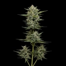 VANILLA LATTE Cannabisblüte – gewachsen aus Automatic Hanfsamen von Humboldt Seed Company