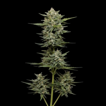 VANILLA LATTE Cannabisblüte – gewachsen aus Automatic Hanfsamen von Humboldt Seed Company