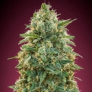 Amnesia Cannabisblüte – gewachsen aus Feminisierte Hanfsamen von Advanced Seeds