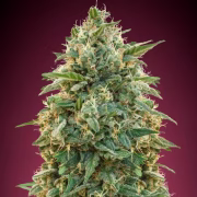 Amnesia Cannabisblüte – gewachsen aus Feminisierte Hanfsamen von Advanced Seeds