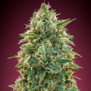 Amnesia Cannabis Blüte - gewachsen aus Feminisierte Hanfsamen für den Anbau