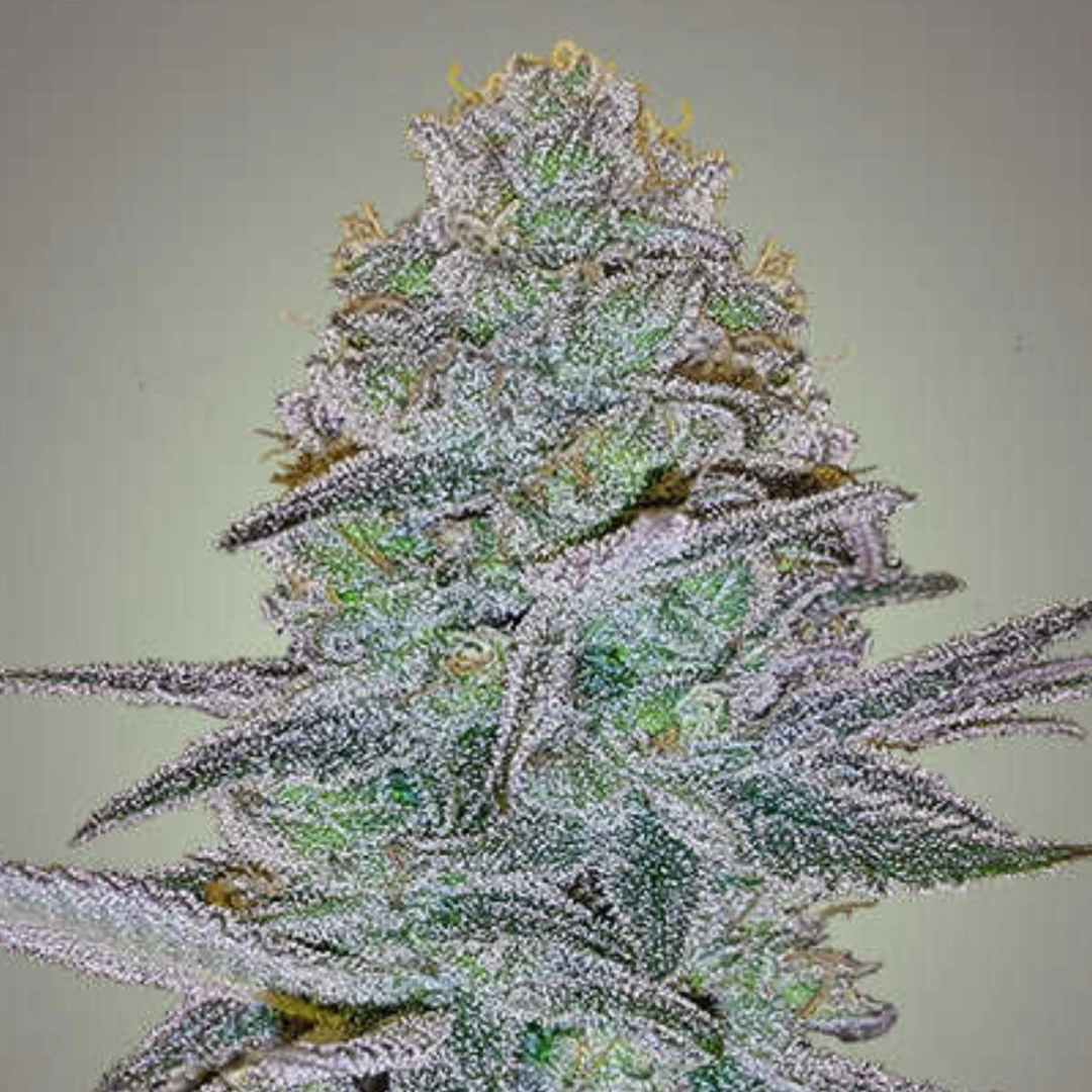 COSMIC BOMB AUTO – Bomb Seeds – Autoflowering