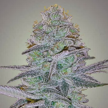 COSMIC BOMB AUTO Cannabisblüte – gewachsen aus Automatic Hanfsamen von Bomb Seeds