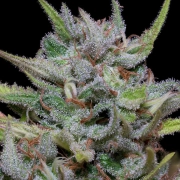 WHITE FIRE OG KUSH Cannabisblüte – gewachsen aus Feminisierte Hanfsamen von Bighead Seeds