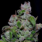 BLUEBERRY CRYSTAL GELATO Cannabisblüte – gewachsen aus Feminisierte Hanfsamen von Bighead Seeds