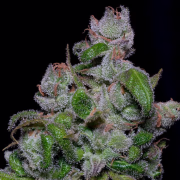 BLUEBERRY CRYSTAL GELATO Cannabisblüte – gewachsen aus Feminisierte Hanfsamen von Bighead Seeds