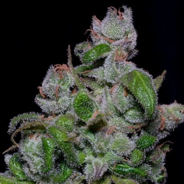 BLUEBERRY CRYSTAL GELATO Cannabisblüte – gewachsen aus Feminisierte Hanfsamen von Bighead Seeds