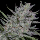 BIGHEAD SUPERFAST AUTO Cannabisblüte – gewachsen aus Automatic Hanfsamen von Bighead Seeds