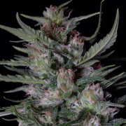DOGSTAR DAWG AUTO Cannabisblüte – gewachsen aus Automatic Hanfsamen von Bighead Seeds