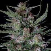 DOGSTAR DAWG AUTO Cannabisblüte – gewachsen aus Automatic Hanfsamen von Bighead Seeds