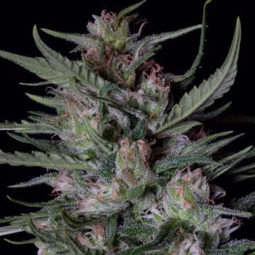 DOGSTAR DAWG AUTO Cannabisblüte – gewachsen aus Automatic Hanfsamen von Bighead Seeds