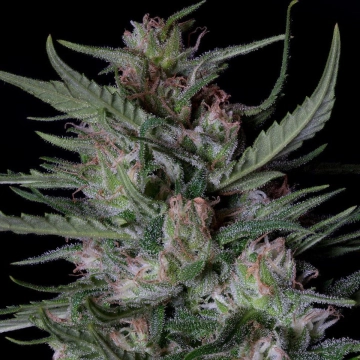 DOGSTAR DAWG AUTO Cannabisblüte – gewachsen aus Automatic Hanfsamen von Bighead Seeds