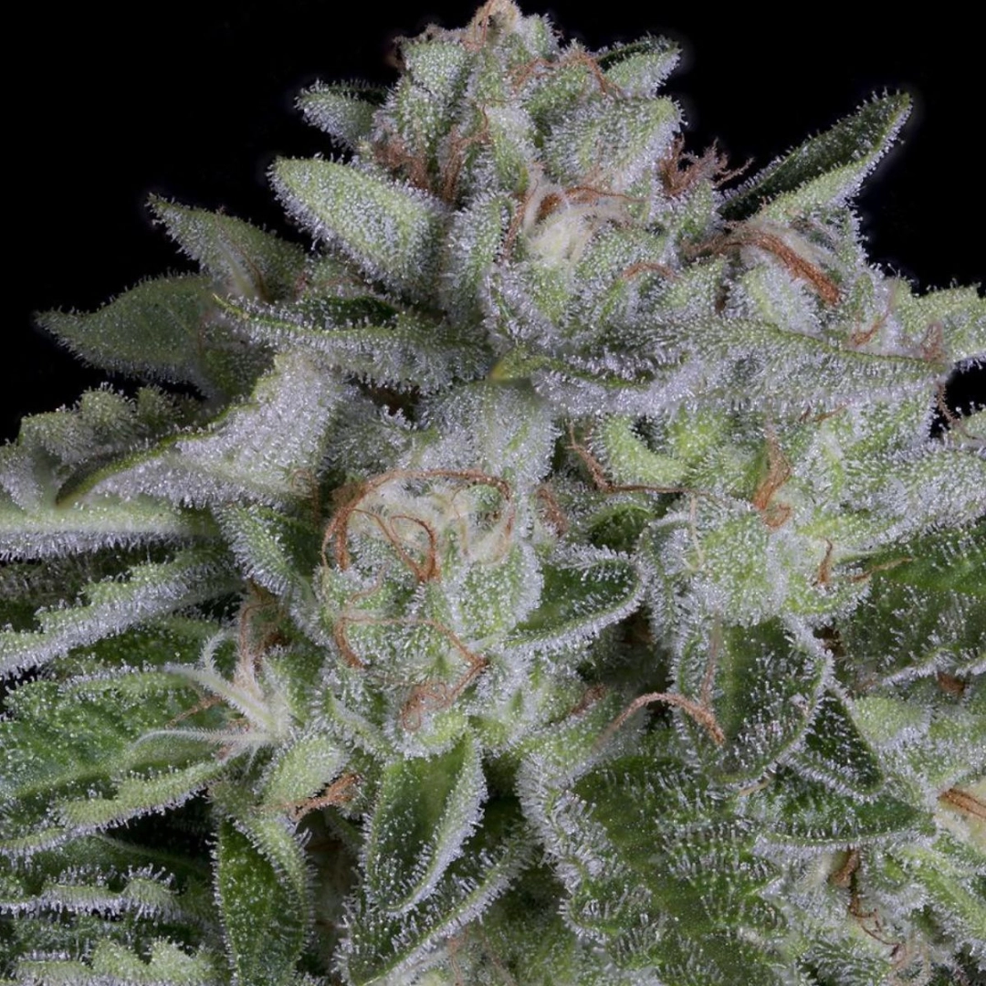 WATERMELON ZKITTELZ – Bighead Seeds – Feminisiert