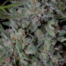 CRYSTAL RUNTZ Cannabisblüte – gewachsen aus Feminisierte Hanfsamen von Bighead Seeds
