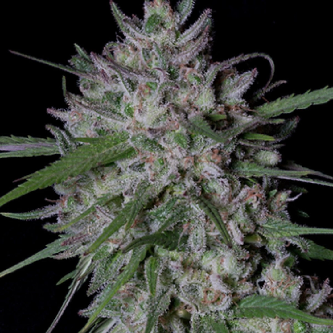 GORILLA COOKIES AUTO – Bighead Seeds – Autoflowering
