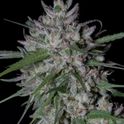 GORILLA COOKIES AUTO Cannabisblüte – gewachsen aus Automatic Hanfsamen von Bighead Seeds