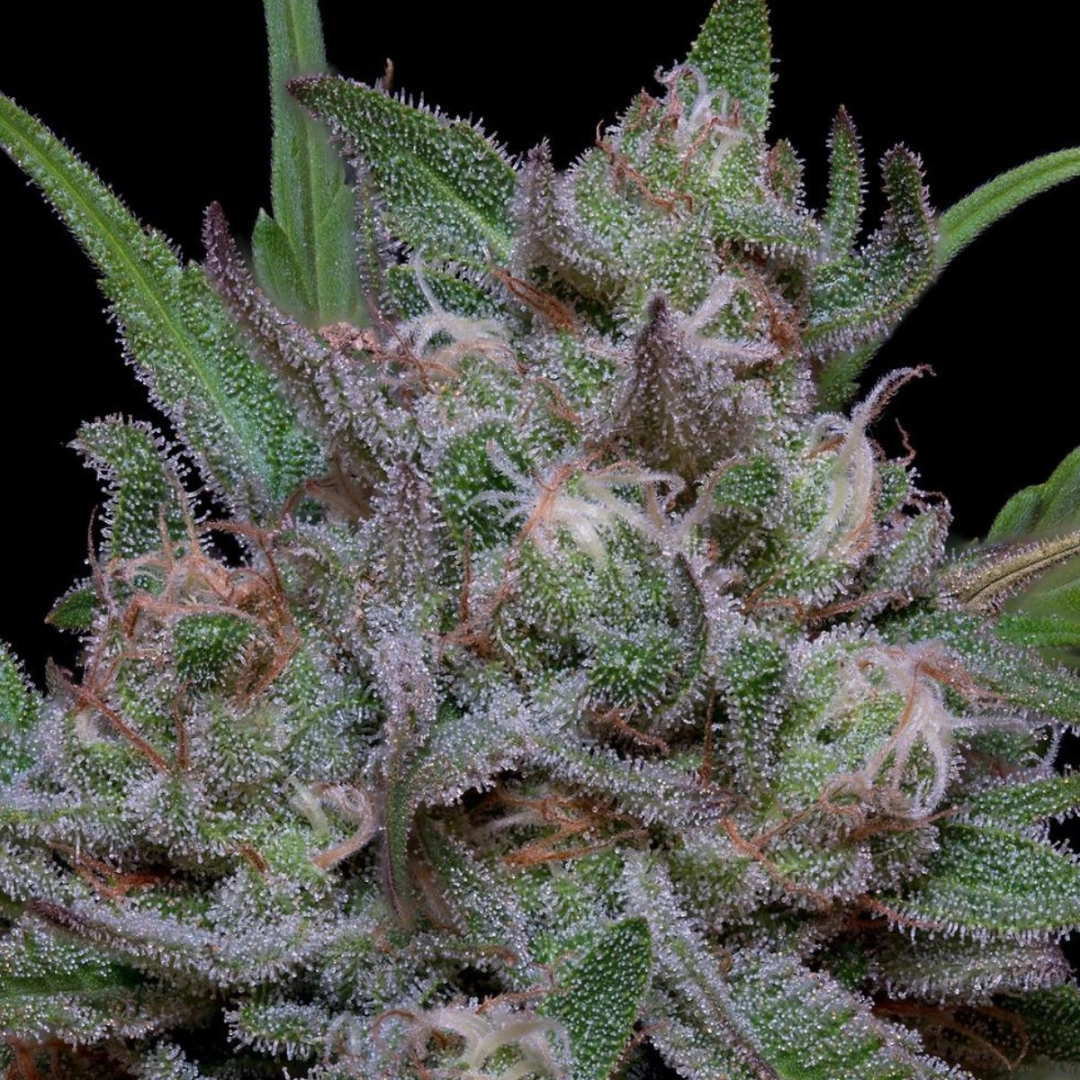 TRIPPY SHERBERT PUNCH AUTO – Bighead Seeds – Autoflowering