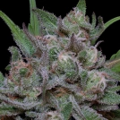 TRIPPY SHERBERT PUNCH AUTO Cannabisblüte – gewachsen aus Automatic Hanfsamen von Bighead Seeds