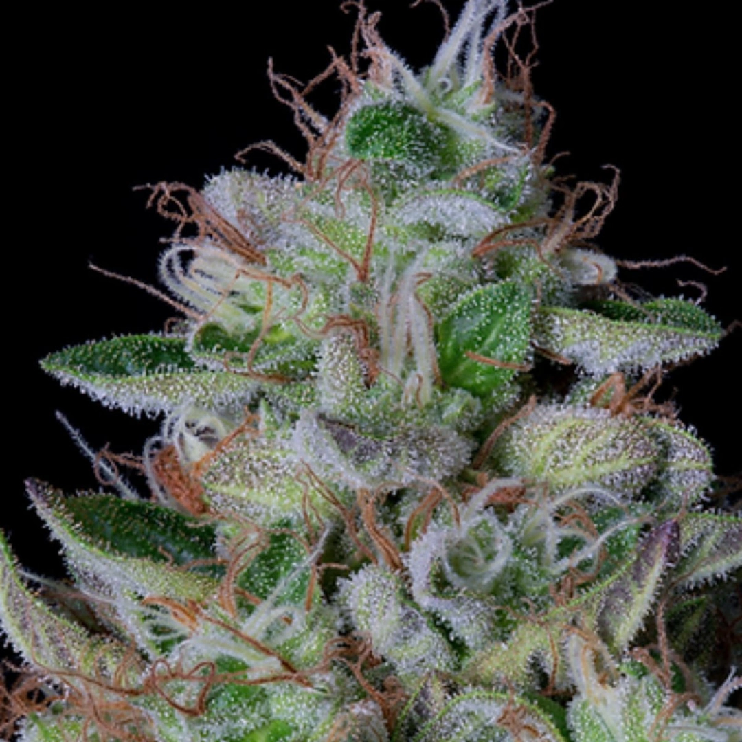 DOS-GELATO (a.k.a DOLATO) – Bighead Seeds – Feminisiert
