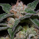 BANANA PUNCH Cannabisblüte – gewachsen aus Feminisierte Hanfsamen von Bighead Seeds