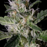 PLATINUM COOKIES Cannabisblüte – gewachsen aus Feminisierte Hanfsamen von Bighead Seeds