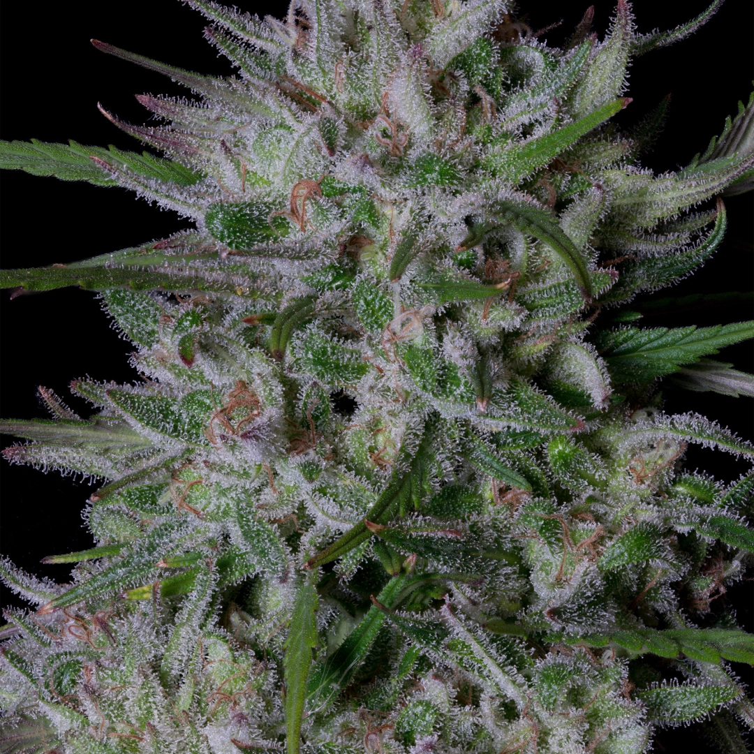GORILLA COOKIES – Bighead Seeds – Feminisiert