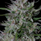 GORILLA COOKIES Cannabisblüte – gewachsen aus Feminisierte Hanfsamen von Bighead Seeds