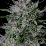 GORILLA COOKIES Cannabisblüte – gewachsen aus Feminisierte Hanfsamen von Bighead Seeds