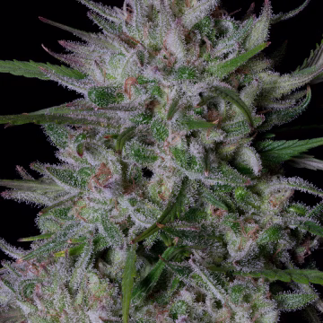 GORILLA COOKIES Cannabisblüte – gewachsen aus Feminisierte Hanfsamen von Bighead Seeds