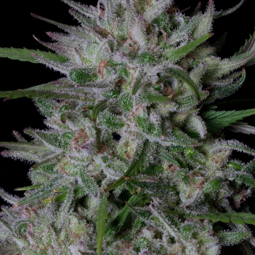 GORILLA COOKIES Cannabisblüte – gewachsen aus Feminisierte Hanfsamen von Bighead Seeds