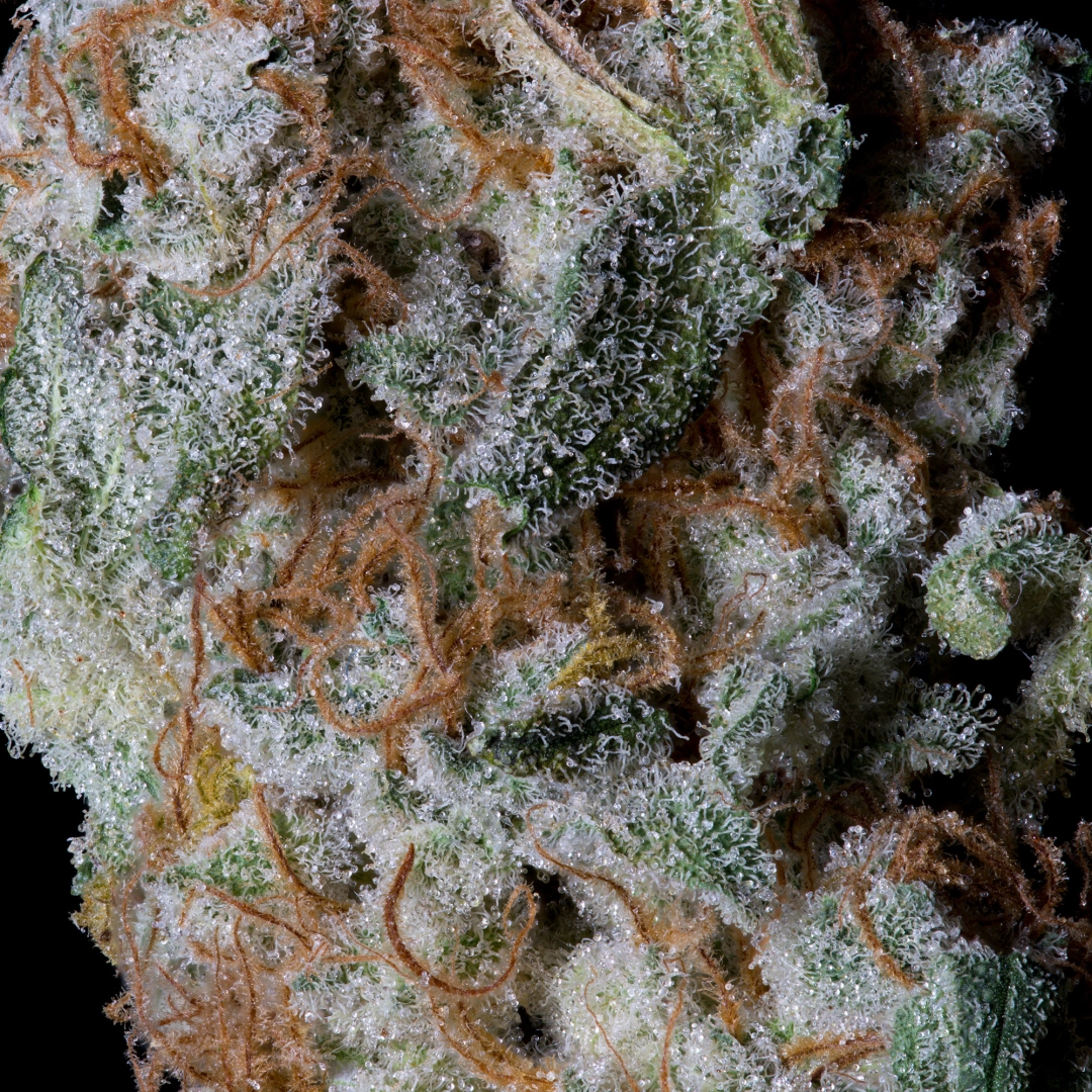 SHERBERT GLUE – Bighead Seeds – Feminisiert