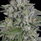 SKYWALKA COOKIES Cannabisblüte – gewachsen aus Feminisierte Hanfsamen von Bighead Seeds
