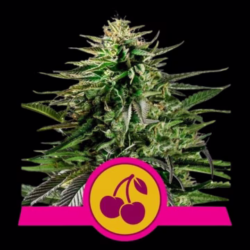 Cherry Pie Cannabisblüte – gewachsen aus Feminisierte Hanfsamen von Royal Queen Seeds