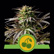 Cherry Pie Auto Cannabisblüte – gewachsen aus Automatic Hanfsamen von Royal Queen Seeds