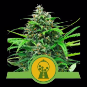 Pink Runtz Auto Cannabisblüte – gewachsen aus Automatic Hanfsamen von Royal Queen Seeds