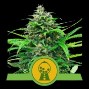 Pink Runtz Auto Cannabisblüte – gewachsen aus Automatic Hanfsamen von Royal Queen Seeds