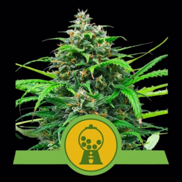 Pink Runtz Auto Cannabisblüte – gewachsen aus Automatic Hanfsamen von Royal Queen Seeds