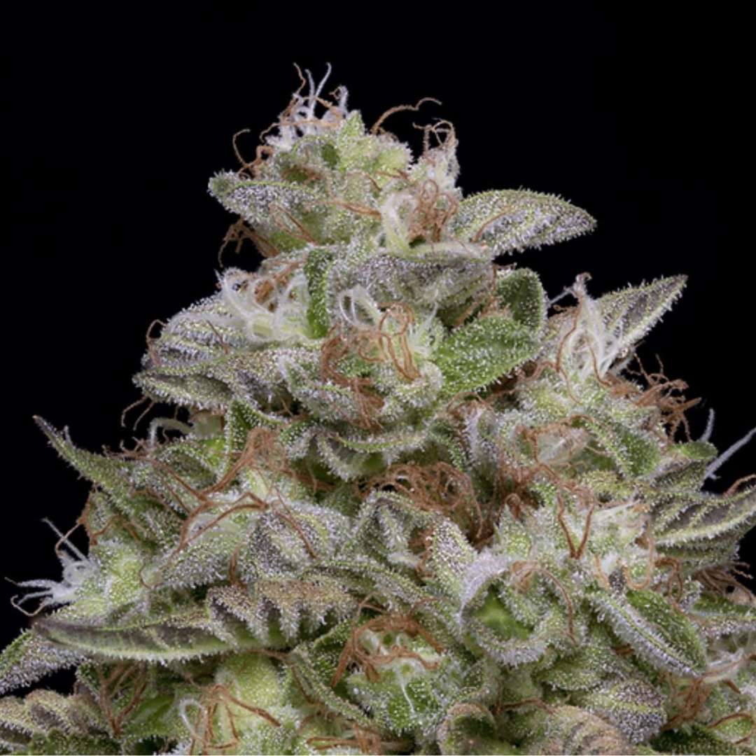DO-Si-DOS – Bighead Seeds – Feminisiert