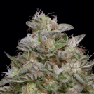 DO-Si-DOS Cannabisblüte – gewachsen aus Feminisierte Hanfsamen von Bighead Seeds