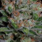 SOUR DIESEL Cannabisblüte – gewachsen aus Feminisierte Hanfsamen von Bighead Seeds