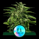 Apollo F1 Auto Cannabisblüte – gewachsen aus Automatic Hanfsamen von Royal Queen Seeds