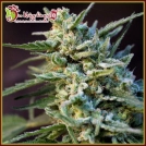 Ape-Zkit Auto Cannabisblüte – gewachsen aus Automatic Hanfsamen von Dr Krippling