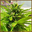 Banana Kick Auto Cannabisblüte – gewachsen aus Automatic Hanfsamen von Dr Krippling