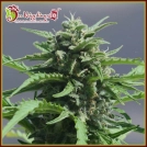Banana Rapids Cannabisblüte – gewachsen aus Feminisierte Hanfsamen von Dr Krippling