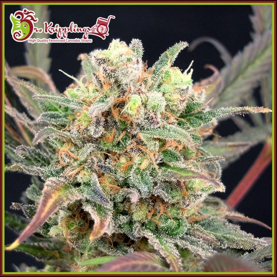 Boggleberry XXL Auto – Dr Krippling – Autoflowering