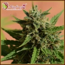 Mint Glacé XXL Auto Cannabisblüte – gewachsen aus Automatic Hanfsamen von Dr Krippling